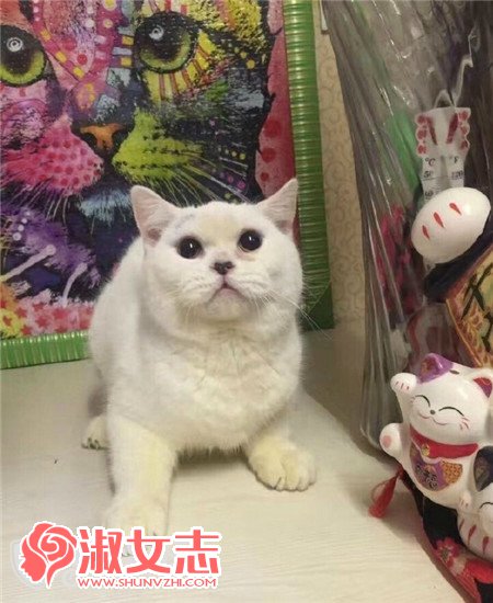 丽江一女子剥皮杀害宠物猫 虐猫女子张蓝燕被网友人肉