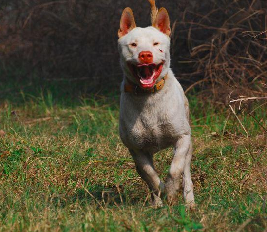 下司犬的性格和缺点 下司犬图片